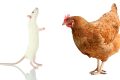 Mice, chickens, and the Spanish Flu